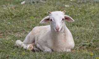 羊腰子是羊的睾丸吗 羊腰子和羊睾丸是一个东西吗