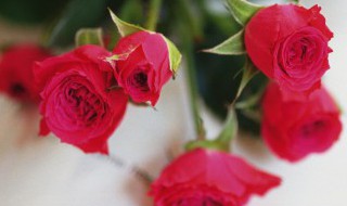 玫瑰是被子植物还是裸子植物 玫瑰是裸子植物还是孢子植物