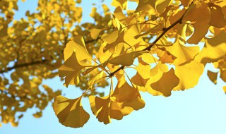 银杏树叶子发黄了怎么办 银杏树叶子黄了怎么回事