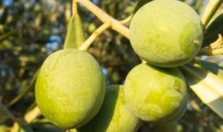 橄榄树如何种植能高产 橄榄树怎样种植技术