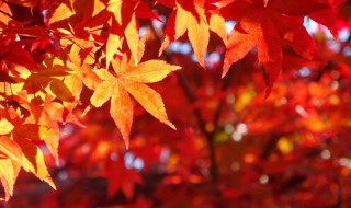 秋天的枫叶为什么会变黄 秋天的时候枫叶为什么会变红