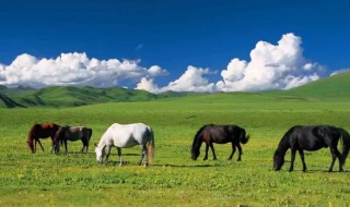 西藏有草原吗 藏族有草原吗