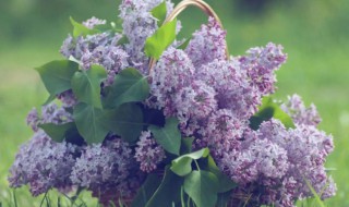 紫丁香是什么植物 紫丁香是什么科的植物