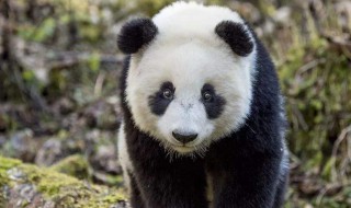 大熊猫是哺乳动物吗为什么 为什么说大熊猫是哺乳动物