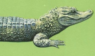扬子鳄属于几级保护动物 杨子鳄几级保护动物