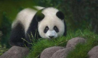 大熊猫是国家几级保护动物 国宝大熊猫是国家几级保护动物