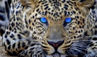 金钱豹是几级保护动物 金钱豹是几级保护动物2021