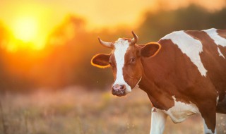 如何人工受精乳牛和小母牛 人工怎么给牛受精