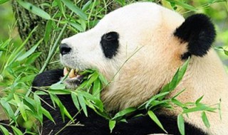 大熊猫是哪个科的动物（小熊猫是哪个科的动物）