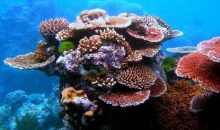 珊瑚为什么是动物（珊瑚珊瑚是动物吗）