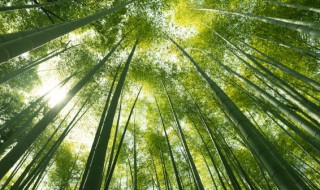 竹子是什么植物 竹子是什么植物?为什么?