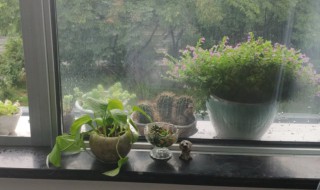 下雨天盆栽要放室外吗 室外盆栽下雨天要防雨吗