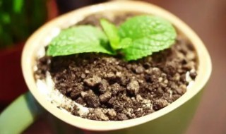 怎么种植咖啡苗盆栽 咖啡的种植技术