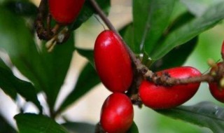 神秘果为何可以将酸转甜 神秘果为何可以将酸转甜蚂蚁森林