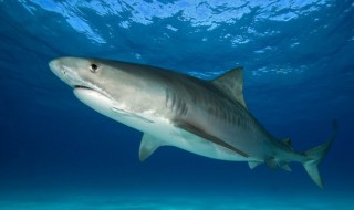 鲨鱼一般有多长时间的寿命（鲨鱼的寿命一般是多长时间）