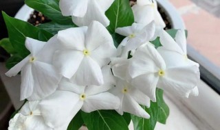 开白花的盆栽是什么花（开白花的花卉）