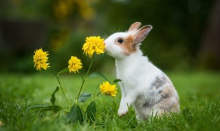 兔子能不能吃冷冻过的胡萝卜 兔子可以吃冻的萝卜