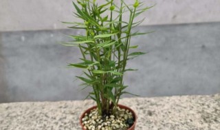 如何种植盆栽竹子 竹子怎么养盆栽