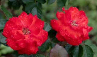 美丽的盆栽玫瑰花怎么养 花卉玫瑰花怎么养
