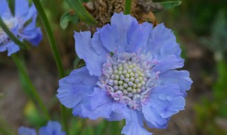 蓝色花盆栽什么花好看 蓝色的盆栽花有哪些