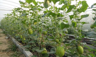哈密瓜的籽种盆栽教程 哈密瓜的籽怎么种植