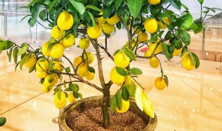 盆栽柠檬树用什么样的土种植最好（盆栽柠檬树需要什么土）