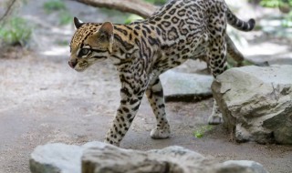 豹猫是国家几级保护动物（豹猫中国几级保护动物）