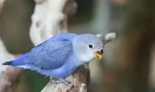 蓝白色的鹦鹉是什么品种的鹦鹉（蓝白色的鹦鹉叫什么）
