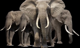 为什么大象只有一只右耳朵（为什么大象只有一只右耳朵打一生肖）