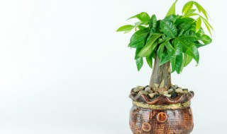 绿宝盆栽在家里养好吗 绿宝室内可以养植吗?