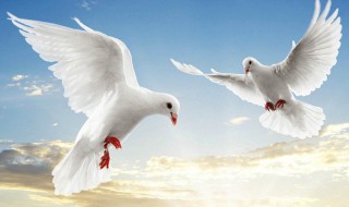 白鸽的寓意和象征意义 白鸽子的寓意和象征