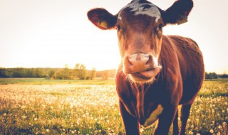 牛用什么辨别气味 牛是用什么来辨别气味的