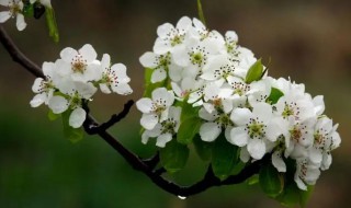 梨花的样子颜色气味其他怎么写 梨花的样子,颜色,气味,其他怎么写?