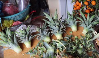 盆栽菠萝能结果是如何做到的 自己栽的菠萝能结果吗