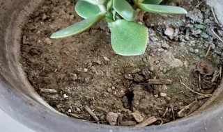 盆栽土壤板结如何快速改良 盆栽板结的土壤怎样改良