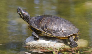 巴西龟冬天能一直放凉水里吗（巴西龟冬天可以放在冷水里吗）