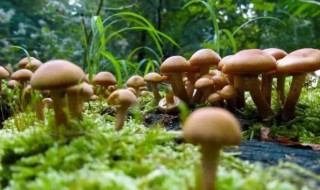 怎么识别香菇是否有毒 怎样辨别香菇是否有毒