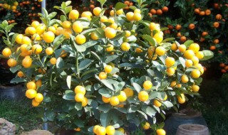 盆栽金橘怎么养挂果多 金桔树怎么养才能结果实多