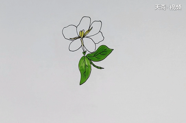 栀子花简笔画