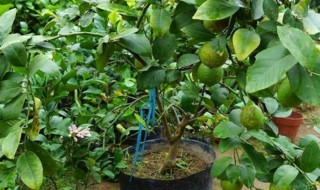 盆栽柠檬的种植方法 盆栽柠檬的栽种方法