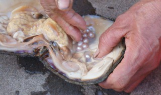 河蚌里的珍珠是怎么形成的 蚌里的珍珠是怎么产生的