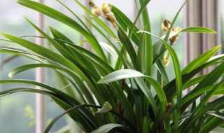 最受欢迎的兰科植物介绍 兰科植物属于什么植物