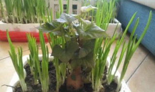红薯绿植怎样培育 红薯如何盆栽种植
