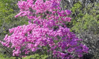 紫花风铃木的品种 紫花风铃木产地
