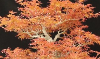日本枫树的养殖方法 日本枫树怎么养