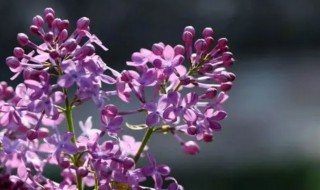 紫色丁香花的花语 紫丁香 花语