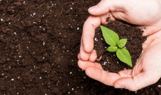 花多多和奥绿肥的使用及注意事项 奥绿肥可以和花多多一起用吗