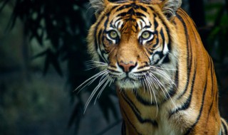 虎的习性 虎的外貌特征及生活持性