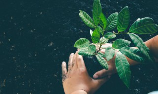 关于植物的现代诗大全 关于植物的现代诗大全600首