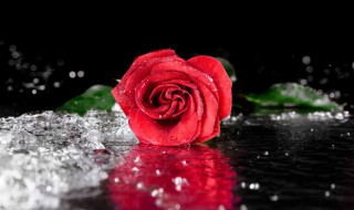 红玫瑰的象征意义是什么 红玫瑰代表什么